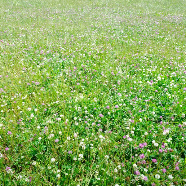 Low Grow No-Mow Lawn Mix – Clover & Low-Maintenance Grass Alternative – photo 8