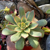 Aeonium Kiwi
