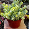Sedum Donkey's Tail