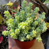 Sedum Donkey's Tail