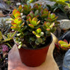 Jade Plant