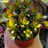 Jade Plant