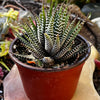 Haworthia Zebra/ Best Beginner Succulent