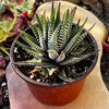 Haworthia Zebra/ Best Beginner Succulent