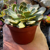 Echeveria Green Wheel