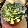 Echeveria Green Wheel
