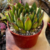 Echeveria Agavoides Christmas