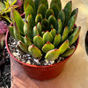 Echeveria Agavoides Christmas