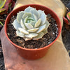 Echeveria Lola