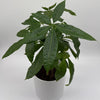 Money Tree