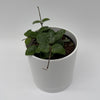 Hoya Mathilde 'Splash'