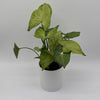 Syngonium Pink Vein