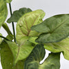 Syngonium Pink Vein