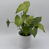 Syngonium Pink Vein