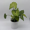 Syngonium Pink Vein