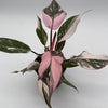 Philodendron Pink Princess Galaxy