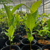 Jackfruit Seedling (Artocarpus heterophyllus)