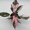 Philodendron Pink Princess Galaxy