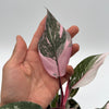 Philodendron Pink Princess Galaxy