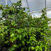 Jabuticaba (Plinia cauliflora)