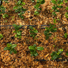 Karanda, Bengal Currant (Carissa carandas)