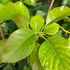 Avocado 'Choquette' (Persia americana)