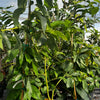 Avocado 'Choquette' (Persia americana)