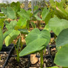 Malanga (Xanthosoma sagittifolium)