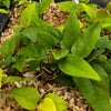 Yanang, Grass Jelly Vine (Tiliacora triandra)