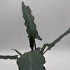 Alocasia Purple Sword