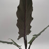 Alocasia Purple Sword