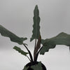 Alocasia Purple Sword