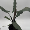 Alocasia Purple Sword
