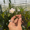 Peach 'Tropic Beauty' (Prunus persica)