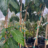 Noni (Morinda citrifolia)