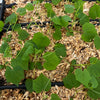 Mouse Melon (Melothria scabra)