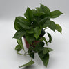 Pothos Global Green