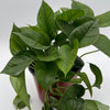 Pothos Global Green