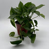 Pothos Global Green