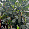 Jackfruit 'Black Gold' (Artocarpus heterophyllus)