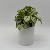 Syngonium Moonshine