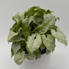 Syngonium Moonshine