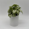 Syngonium Moonshine