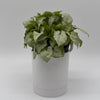 Syngonium Moonshine