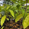 Canistel Seedling (Pouteria campechiana)