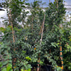 Surinam Cherry (Eugenia uniflora)