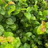 Surinam Cherry (Eugenia uniflora)