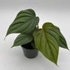 Philodendron Colombia