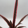 Cryptanthus Pink Earth Star