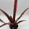 Cryptanthus Pink Earth Star
